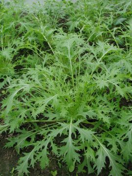 stark gefiederte Blätter von Asia Gemüse Mizuna