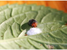 Australischer Marienkäfer mit Wollläusen