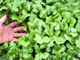 winterharte Pflücksalate und Asiagemüse-Sorten im Frühbeet