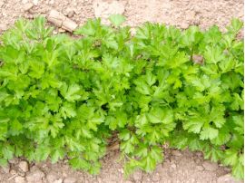 Petersilie 'Einfache Schnitt 2', ©ReinSaat