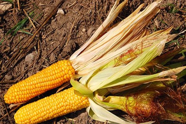 Zuckermais 'Ashworth' ©ReinSaat