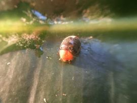 Australischer Marienkäfer am Blatt