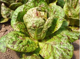 rot grün gesprenkelter Romanasalat der Sorte Forellenschluss