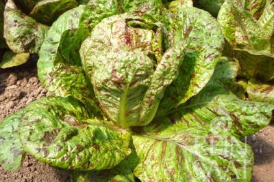 rot grün gesprenkelter Romanasalat der Sorte Forellenschluss