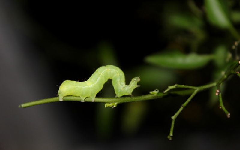 Kleiner Frostspanner