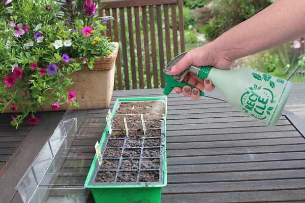 Aussaat mit der Sprühflasche bewässern