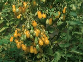 Cocktailtomate 'Dattelwein', ©ReinSaat