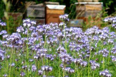 Phacelia, ©ReinSaat