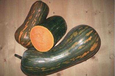 Kürbis 'Langer von Neapel', ©ReinSaat