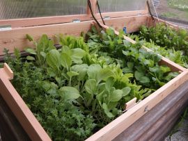 Großer Frühbeetaufsatz