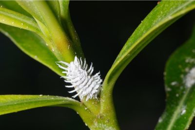 Cryptolaemus montrouzieri Larve an Pflanze