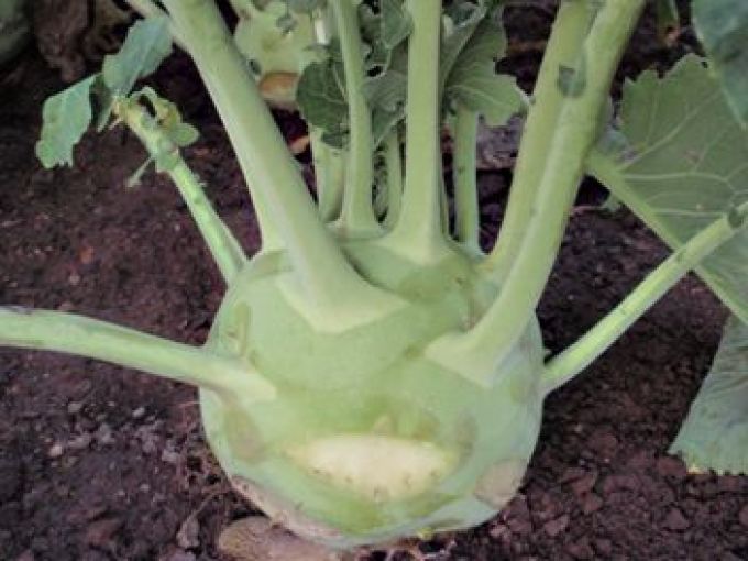 Kohlrabi 'Superschmelz'