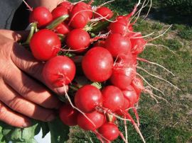 Salatmischung 'Misticanza', ©ReinSaat