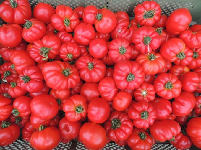 Fleischtomate 'Marmande'