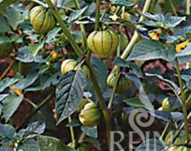 Tomatillopflanze mit Frucht in Hülle