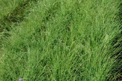 Schnittlauch, ©ReinSaat