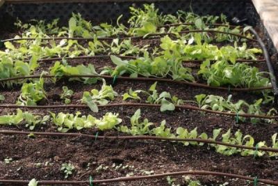 Tropfschläuche mit Pflanzen