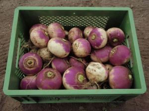 Mairübe 'Di Milano a Colletto Viola'