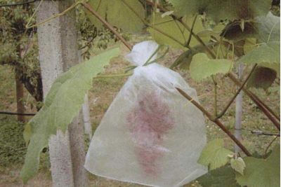 Weintraubenbeutel Bild