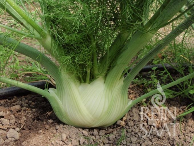 Knollenfenchel 'Perfektion'