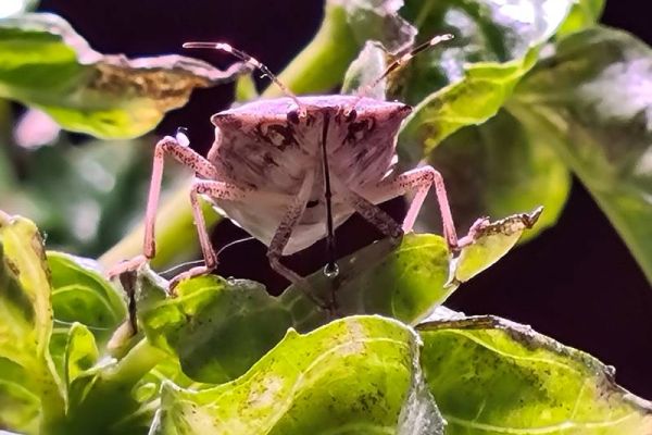 Wanze saugt an Blatt