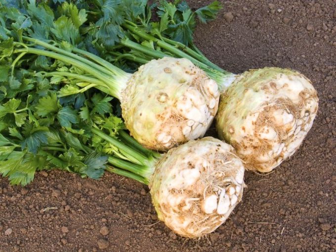 Knollensellerie 'Monarch'