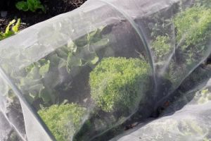 ein kleiner Tunnel mit einem Vlies schützt den Salat vor Kälte und Frost