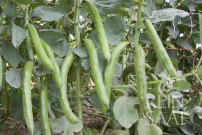 Puffbohnen grüne Hülsen auf Ranknetz