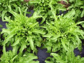 Pflücksalat 'Catalogna', ©ReinSaat