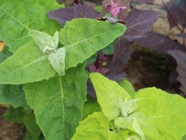 hellgrüne, dunkelgrüne und rote Blätter der Gartenmelde Tricolor