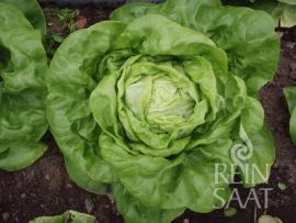 großer gelbgrüner Salatkopf der Sorte 'Larissa'