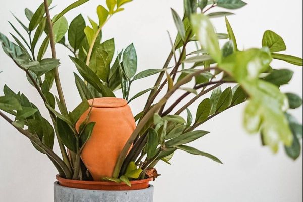 Olla steckt in Blumentopf mit Pflanze