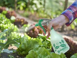Besprühen von Gemüsepflanzen im Beet mit einer Sprühflasche