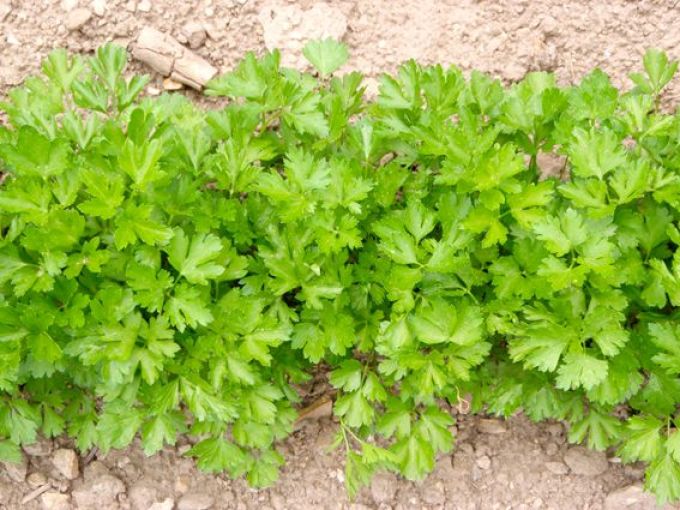 Petersilie 'Einfache Schnitt 3'
