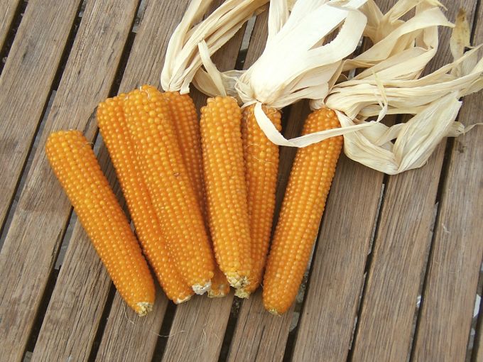 Popcornmais 'Kremgolyo'