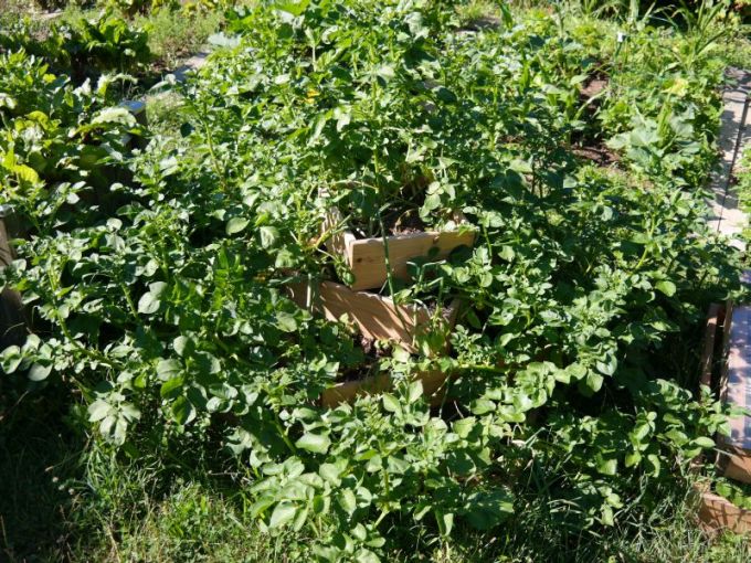 Kartoffel-Pyramide 120 x 120 cm, 80 cm Höhe