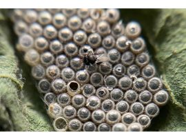 Schlupfwespen gegen Grüne Reiswanze, Kur 3x1 Gelege