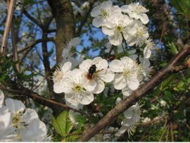 eine gehörnte Mauerbiene bestäubt weiße Blüten