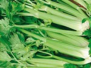 Stangensellerie 'Tall Utah'