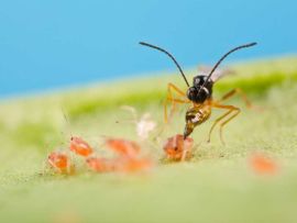 Schlupfwespe legt ihre Eier in eine Blattlaus