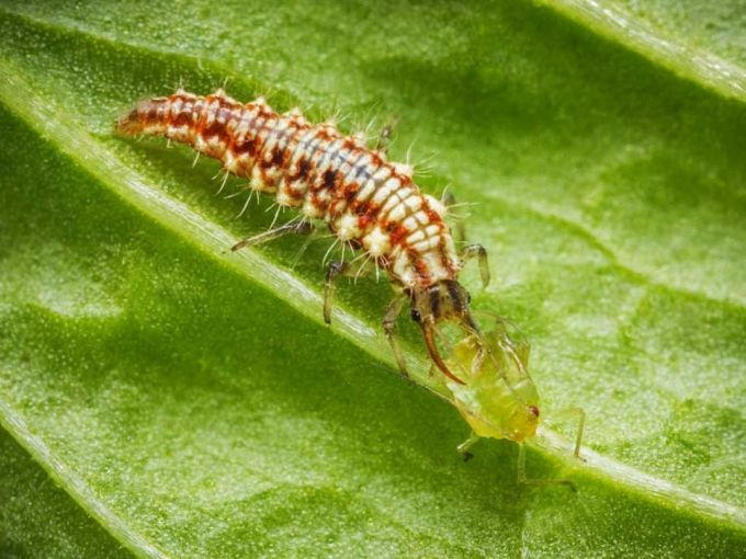 Florfliegenlarven gegen Blattläuse, Thripse, Spinnmilben, Mottenschildläuse und Wollläuse, 350-500 Stk.