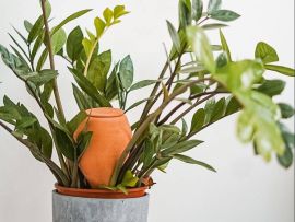 Olla steckt in Blumentopf mit Pflanze