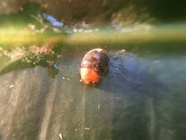 Australischer Marienkäfer am Blatt