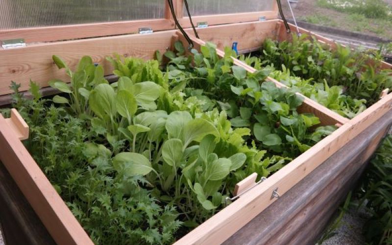 Wintergemüse im Hochbeet