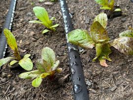 poröser Bewässerungsschlauch liegt zwischen Salat und bewässert