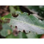 Dickmaulrüssler Schadbild