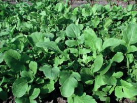 einjährige Salatrauke - Rucola