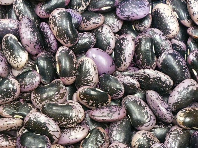 Stangenbohne 'Bonela' (Feuerbohne)