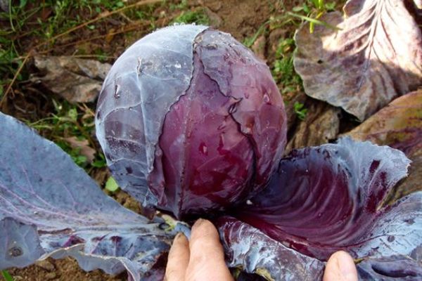 Rotkraut 'Granat', ©ReinSaat