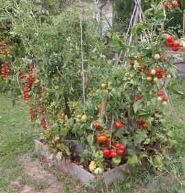 Tomatenpyramide aus Lärchenholz
